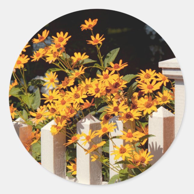 Flower - Coreopsis - The warmth of Summer Classic Round Sticker (Front)