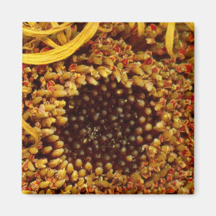 Flower - Daisy - In other worlds Magnet