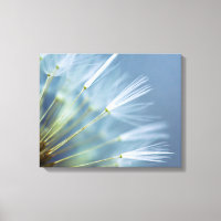 Flower Dandelion Seed Head