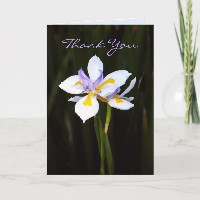 Flower : Dietes Thank You Card (Front)