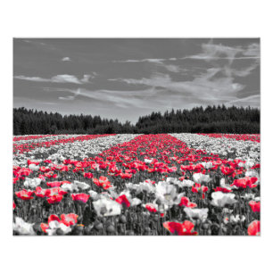 Flower Field Minimalist Selective Color Photograph