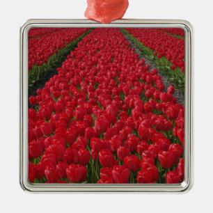 Flower field of tulips, Netherlands, Holland Metal Tree Decoration