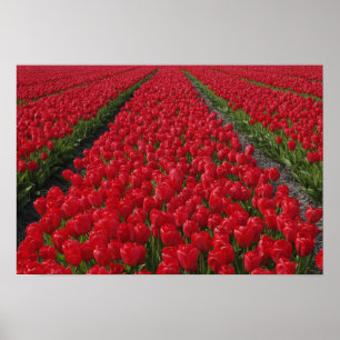 Flower field of tulips, Netherlands, Holland Poster