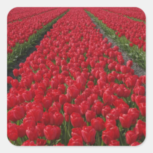Flower field of tulips, Netherlands, Holland Square Sticker