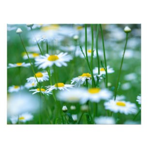 Flower Field Photo Print