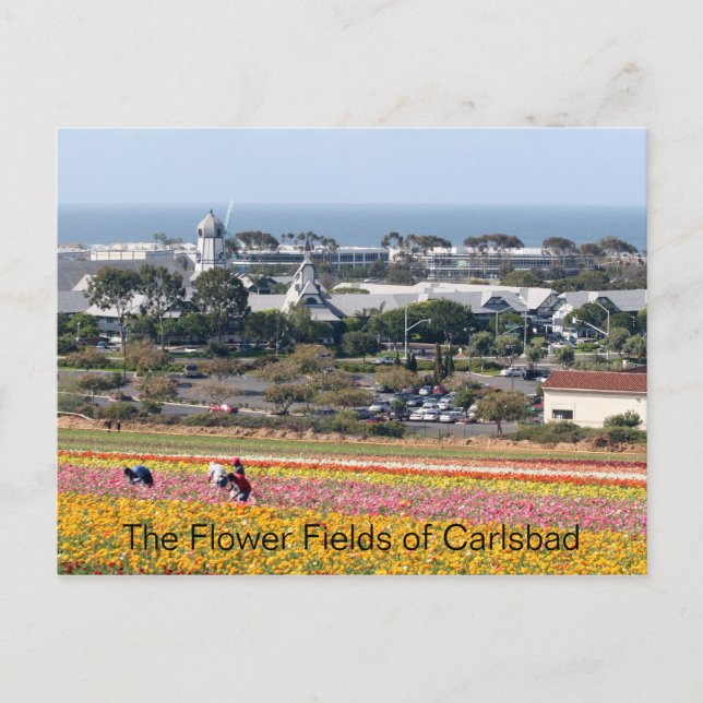 Flower Fields of Carlsbad Postcard (Front)