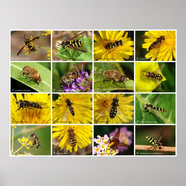 Flower Flies Poster (Front)