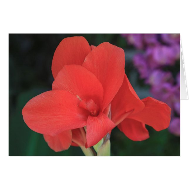 Flower found in the gardens of the D. Carlos I (Front Horizontal)