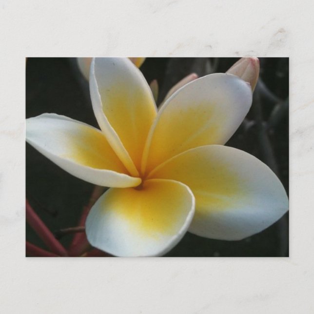 flower from thailand postcard (Front)