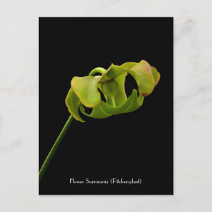 Flower from the Pitcher Plant (Carnivore) Postcard