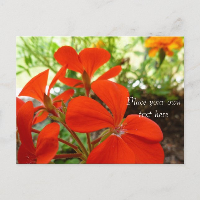 flower garden postcard (Front)