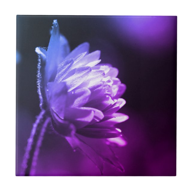 Flower In Sunlight Black And White Colour Tint  Tile (Front)