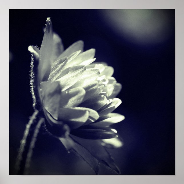 Flower In Sunlight Black And White  Poster (Front)