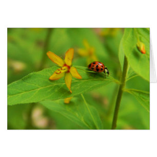 Flower & Ladybug Card