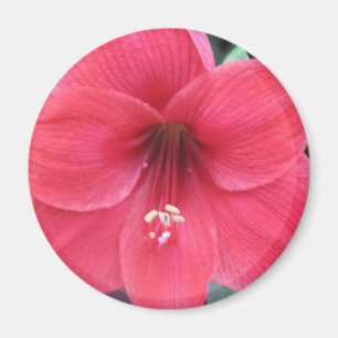 Flower Magnet