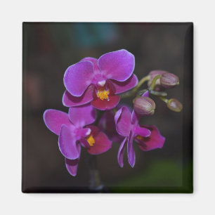 Flower Magnet purple orchid