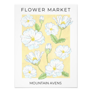 Flower Market White Alpine Mountain Aven flowers Photo Print