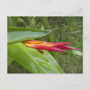 Flower, Maui, Hawaii, USA 2 Postcard
