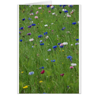 flower meadow