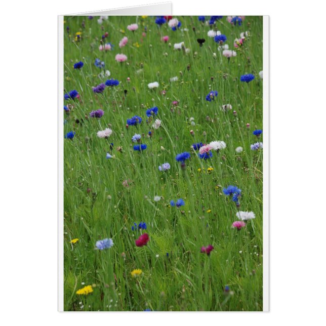 flower meadow (Front)