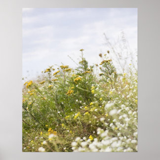 Flower meadow, Mecklenburg-Vorpommern, Germany Poster