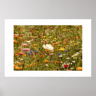 Flower - Meadow Poster