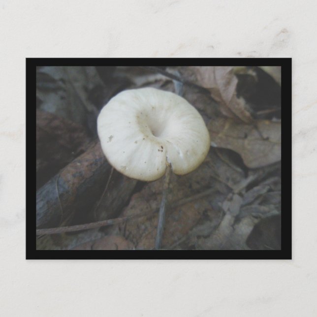 Flower Mushroom Postcard (Front)