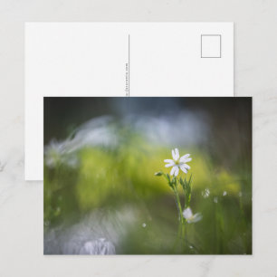 Flower Nature Photo Postcard
