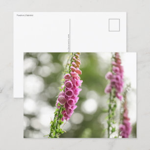 Flower Nature Photo Postcard