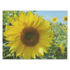 flower, nature, sunflower, summer, blossom, plant,