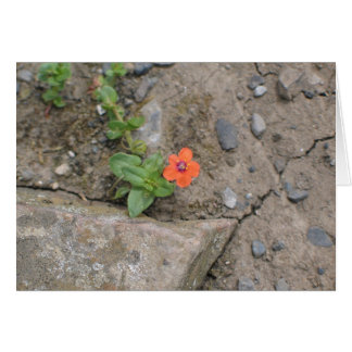 Flower, Newgrange, Northern Ireland