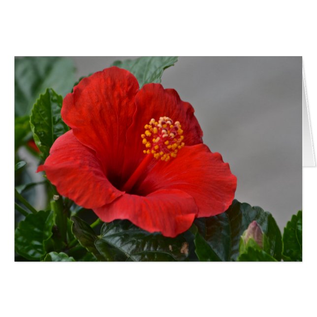 Flower Notecard (Front Horizontal)