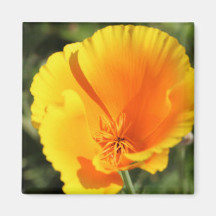 Flower of California poppy Magnet