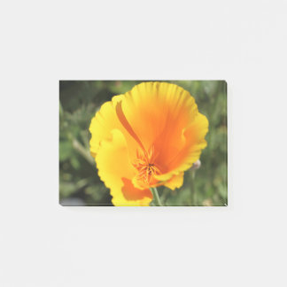 Flower of California poppy Post-it Notes