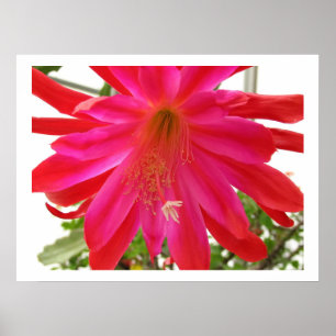 Flower of Love Poster