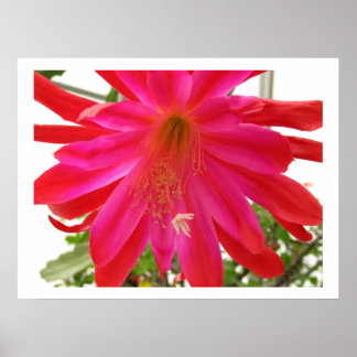 Flower of Love Poster