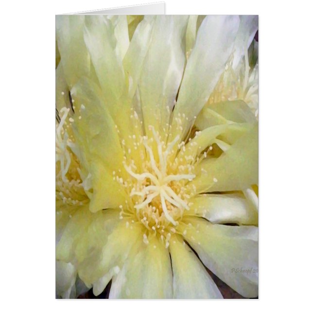 Flower of the Cactus (Front)