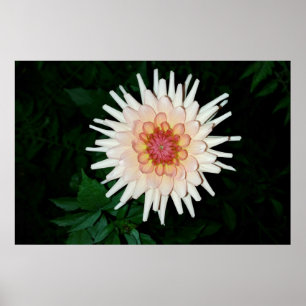 flower on a cool night poster