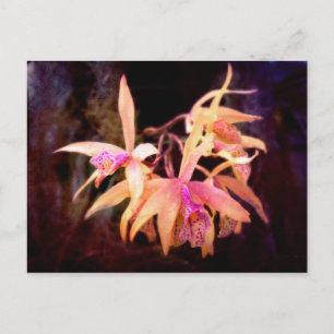 Flower - Orchid - Laelia - Midnight Passion Postcard