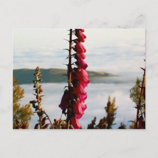 Flower Over Clouds Postcard