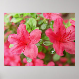 Flower Pair Poster