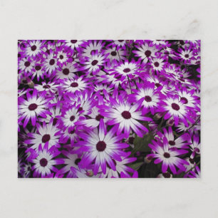 Flower pattern, Kuekenhof Gardens, Lisse, Postcard