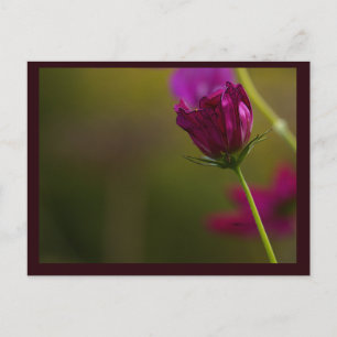 Flower Photo Postcard