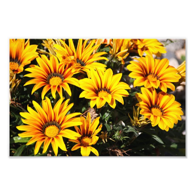 Flower Photo Print (Front)