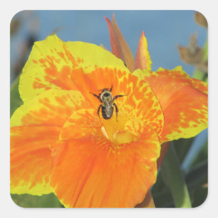 Flower Photo with Bee Orange Yellow Canna Lily Square Sticker