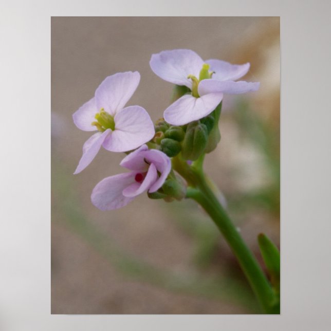 Flower Photographic Prints (Front)