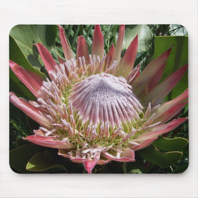 Flower Photography King Protea  Mouse Pad (Front)