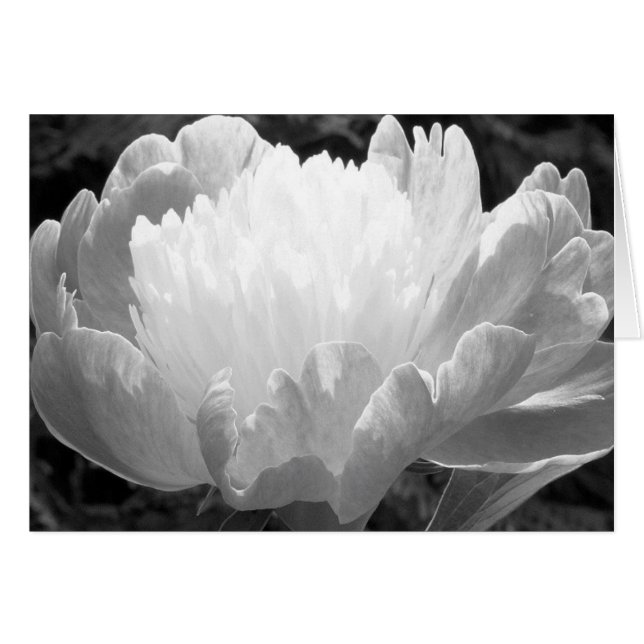 Flower Photography Peony Cards (Front Horizontal)