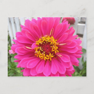 flower,pink state fair zinnia postcard