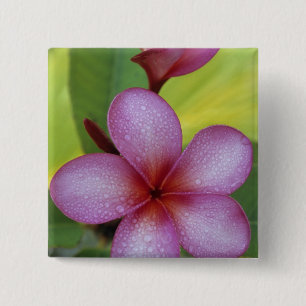 Flower, Plumeria sp.), South Pacific, Niue 15 Cm Square Badge